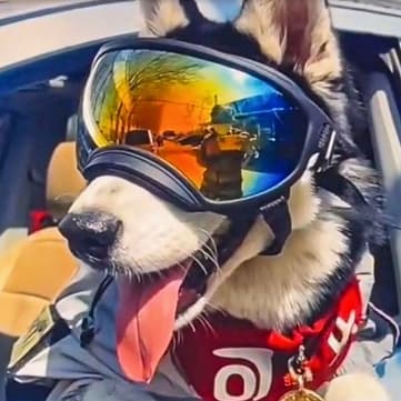 Dog Goggles UV Protection